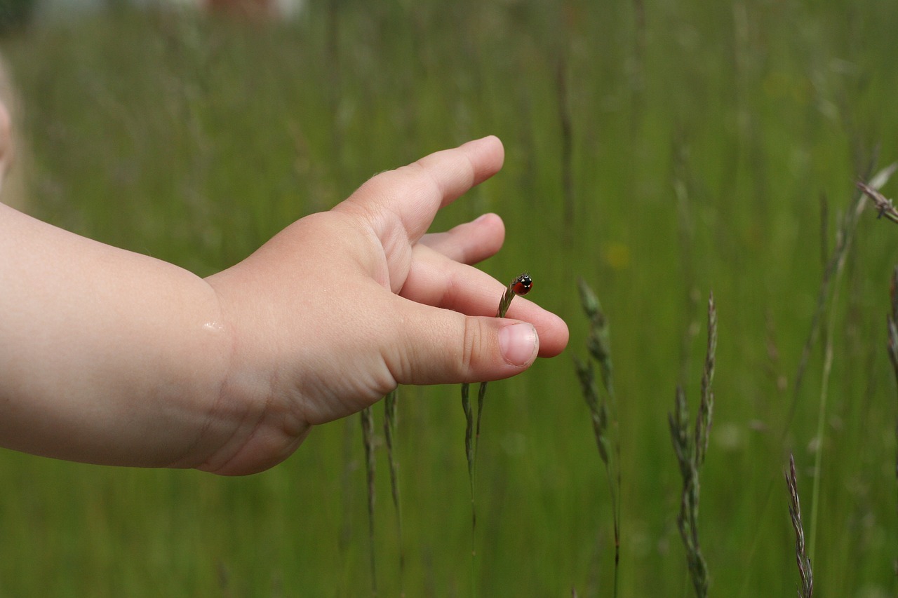 Image - ladybug grass green red hand