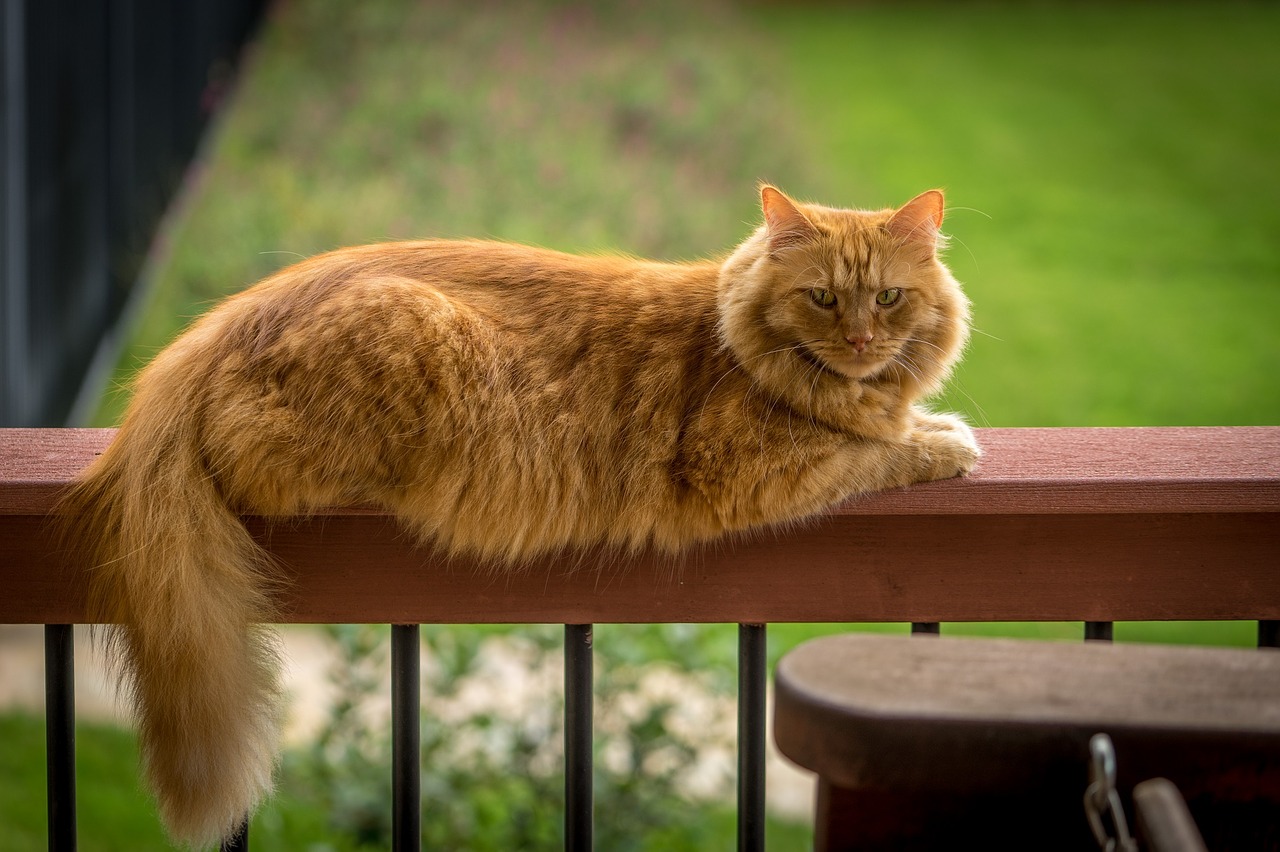 Image - maine coon cat cute animal feline