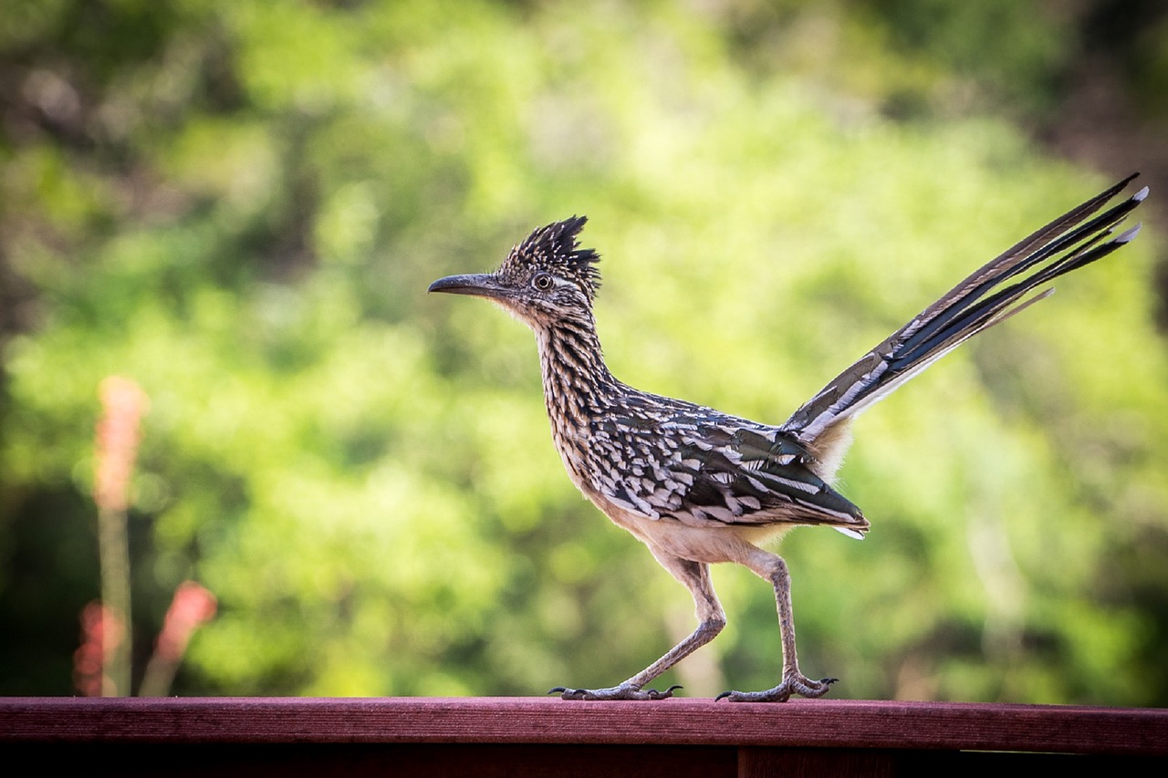 Image - roadrunner bird wildlife nature