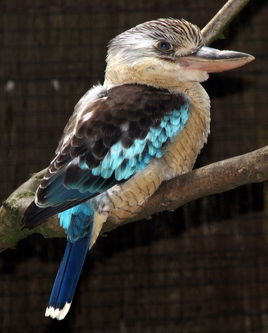 Image - kookaburra bird perched outdoors