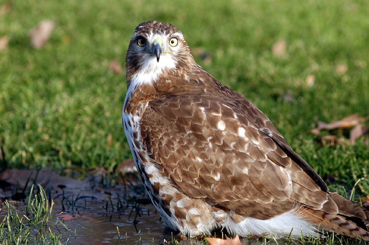 Image - red tailed hawk bird raptor