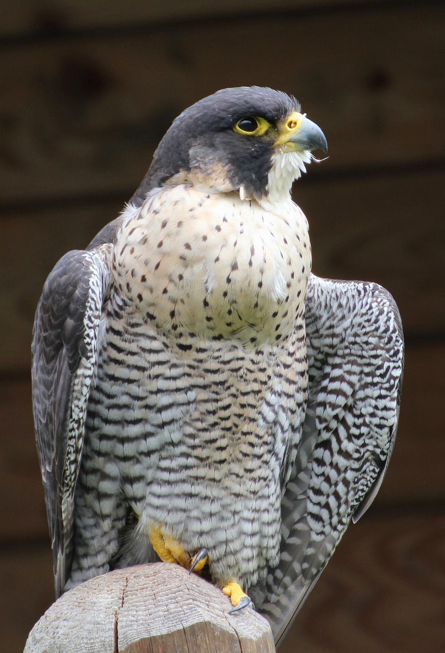 Image - cooper s hawk bird raptor wildlife