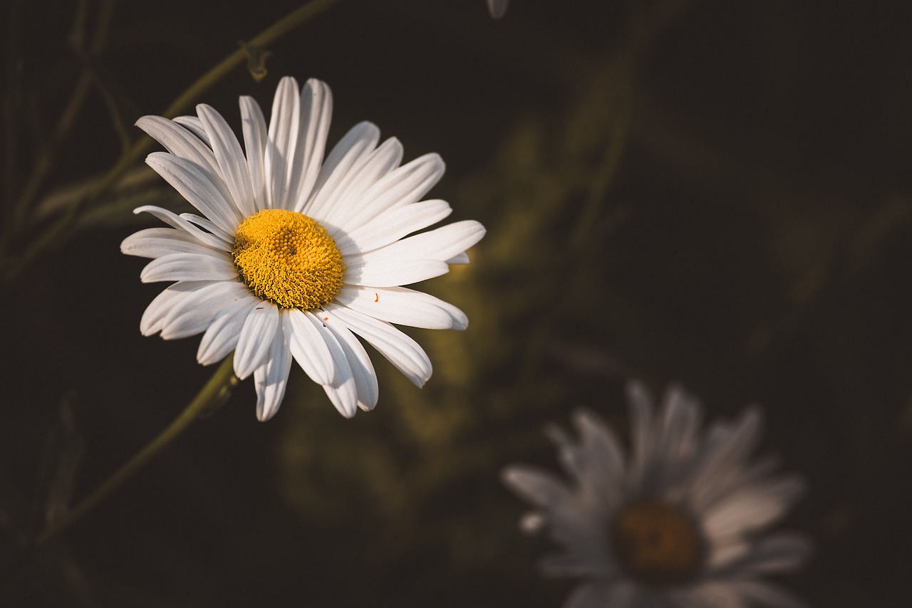 Image - marguerite composites flower