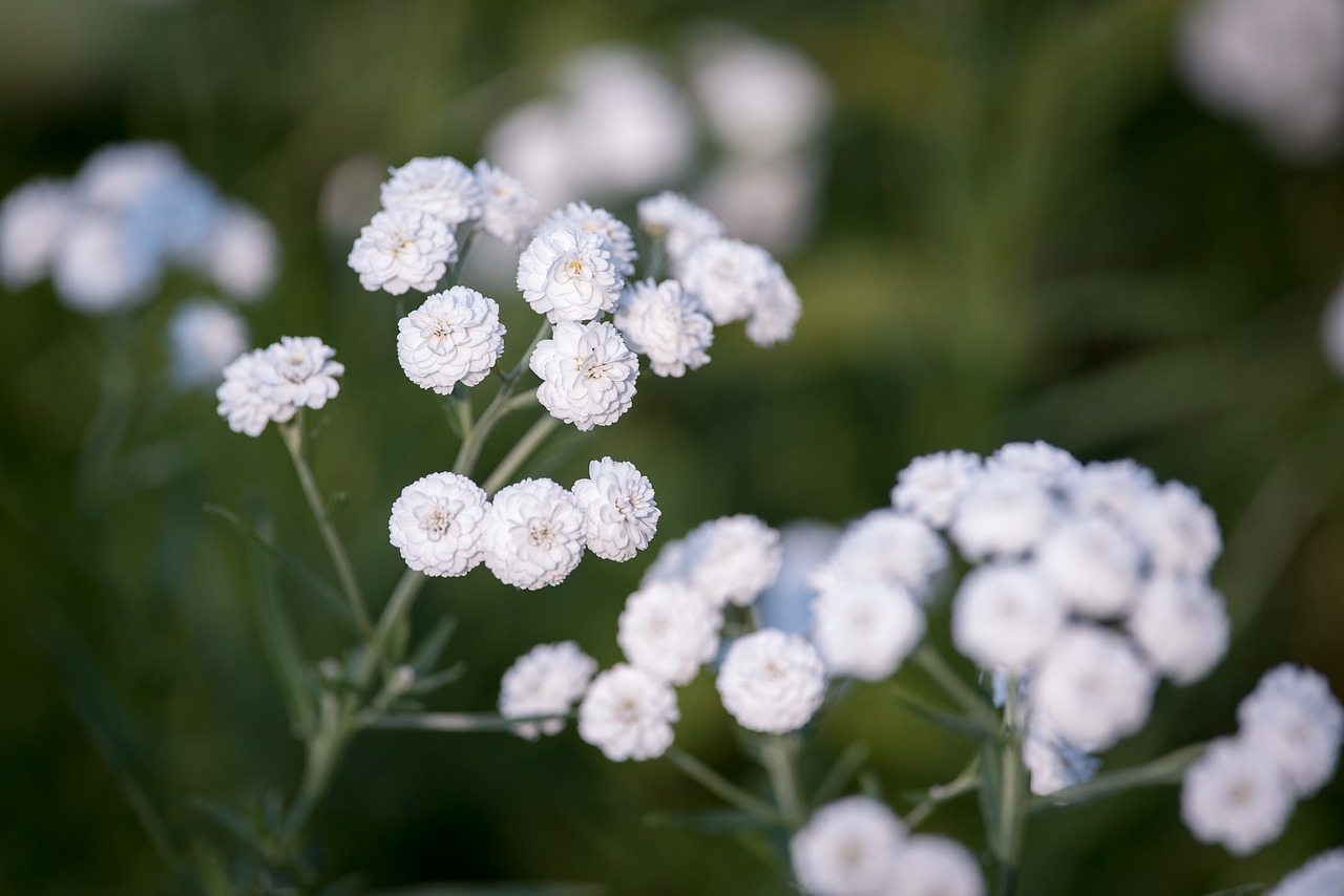 Image - ranunculus aconitifolius