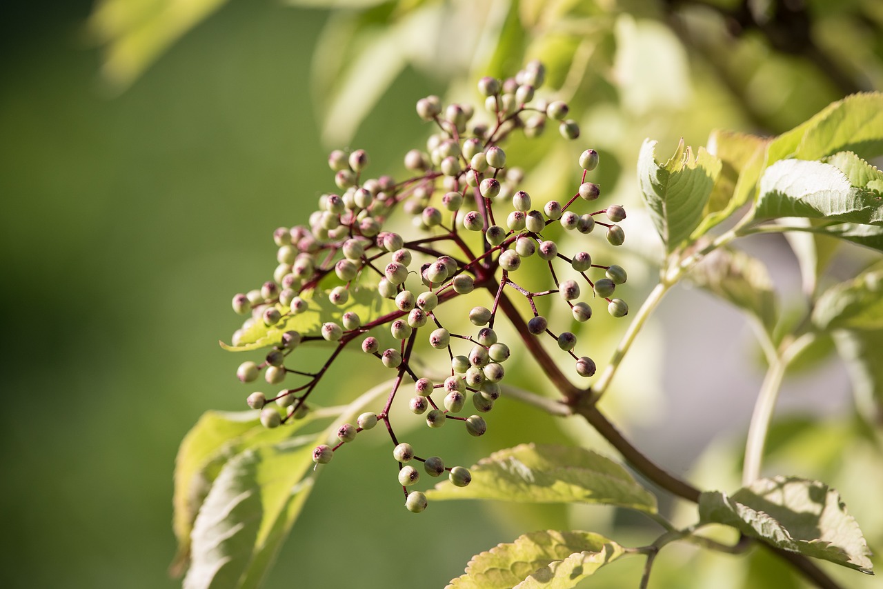 Image - elder fruits berries holder bush