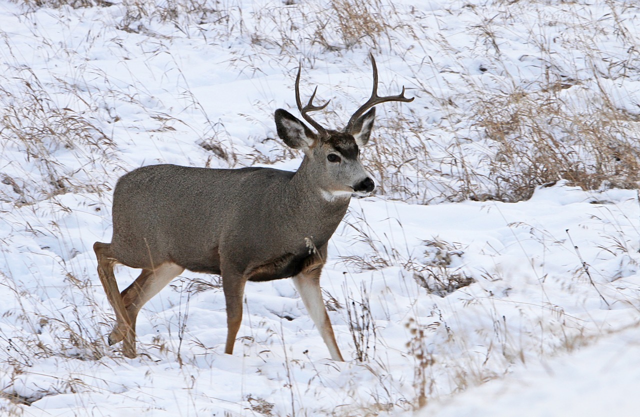 Image - mule deer buck antlers wildlife