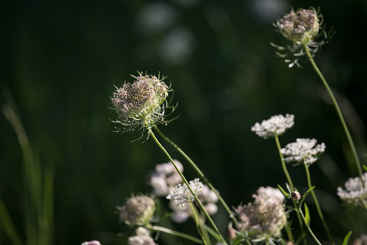 Image - wild carrot blossom bloom white