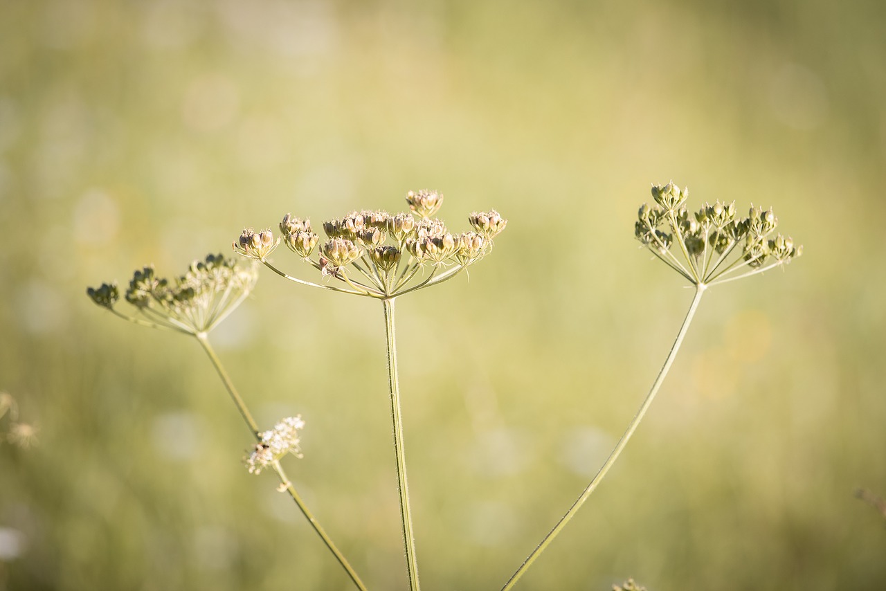 Image - hogweed plant meadow summer seeds