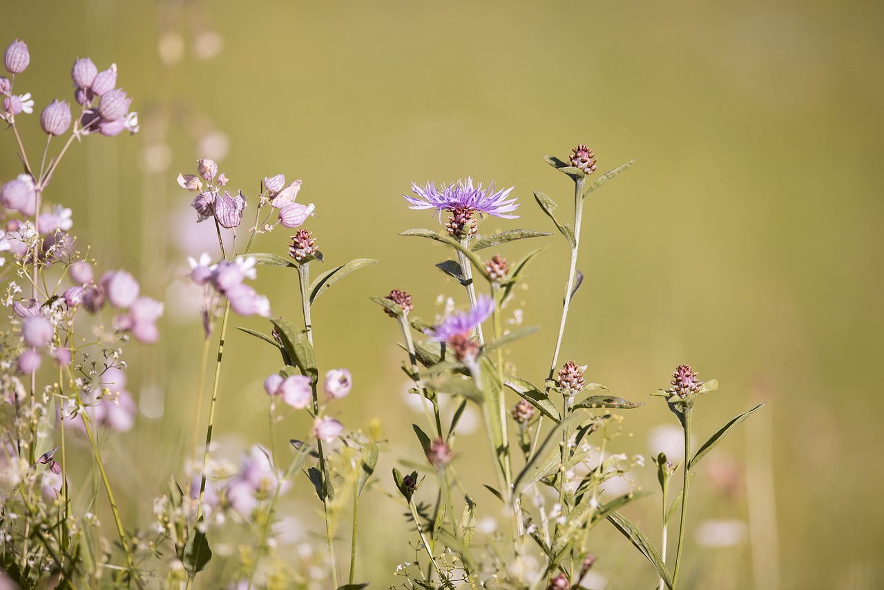 Image - forked catchfly silene dichotoma