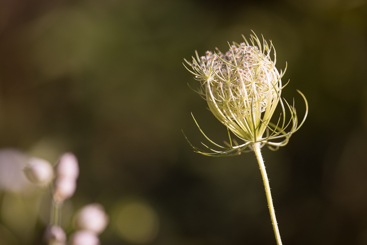 Image - wild carrot blossom bloom plant