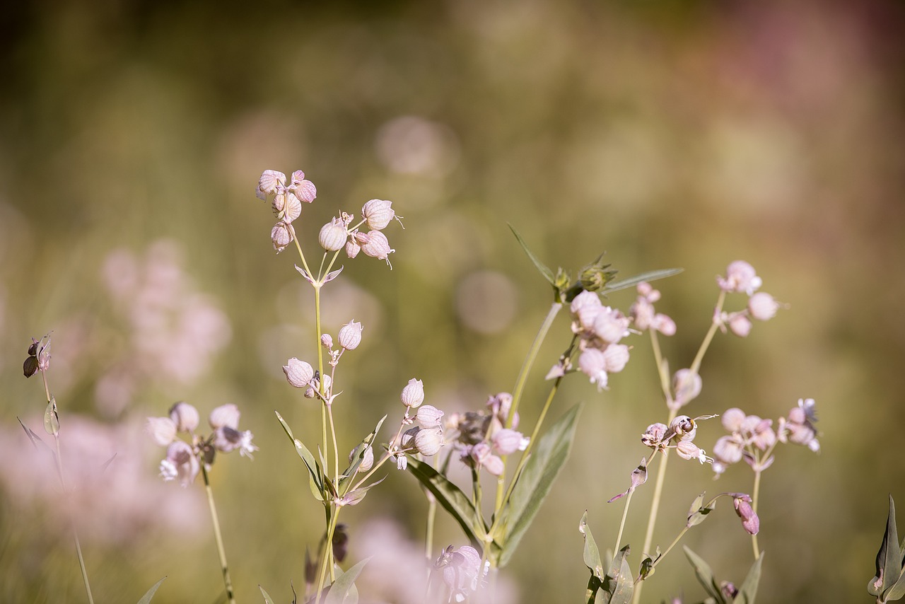 Image - forked catchfly silene dichotoma