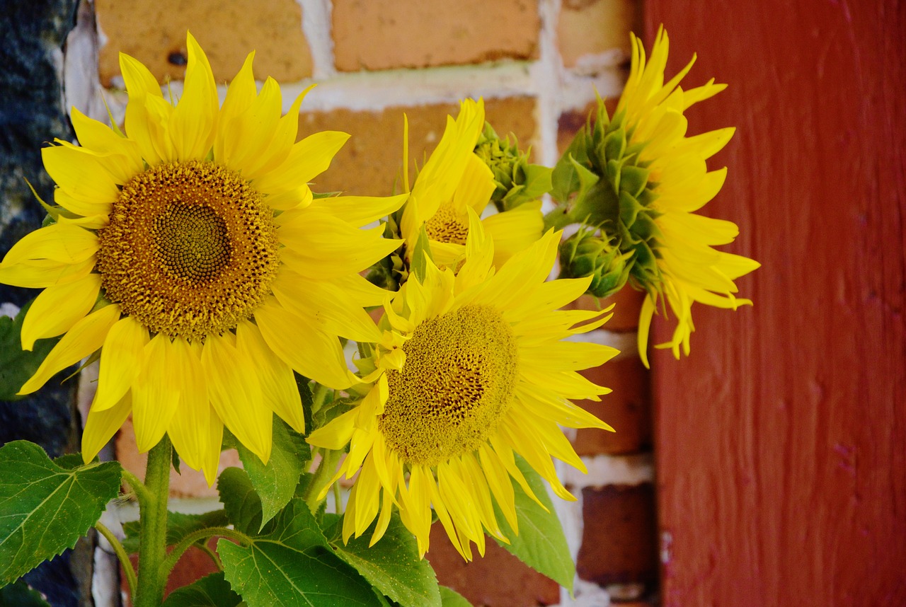 Image - sunflower helianthus annuus