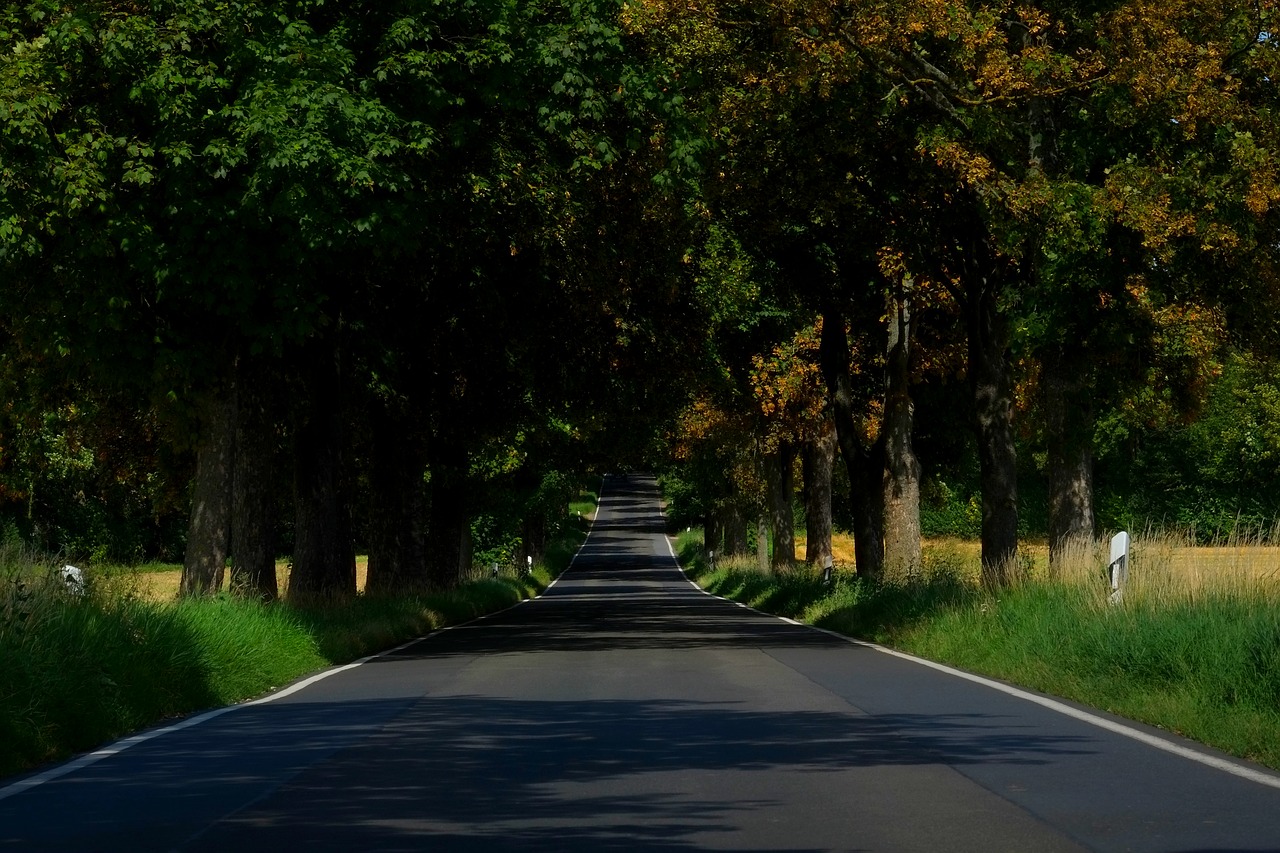 Image - avenue road trees away asphalt