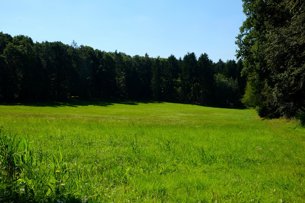 Image - glade meadow nature forest summer