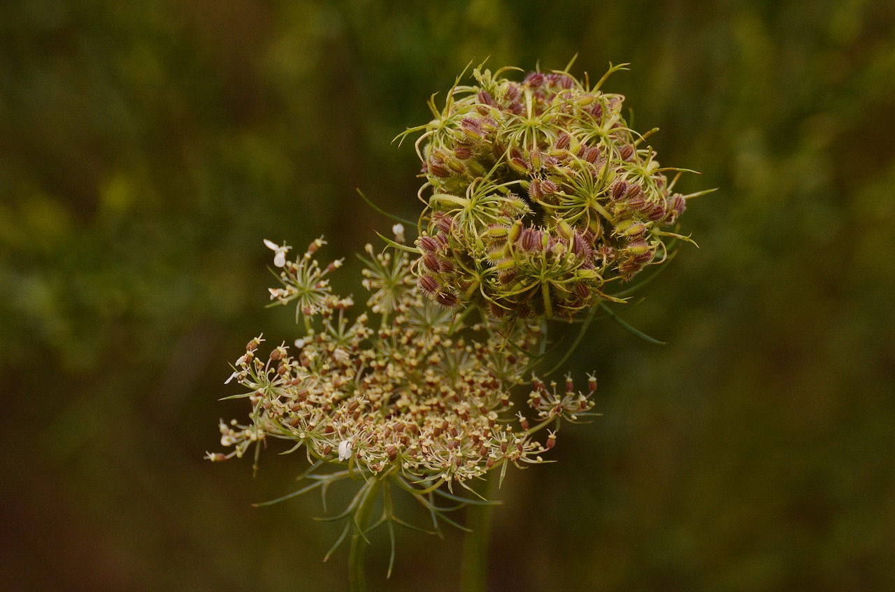 Image - wild carrot daucus carota plant