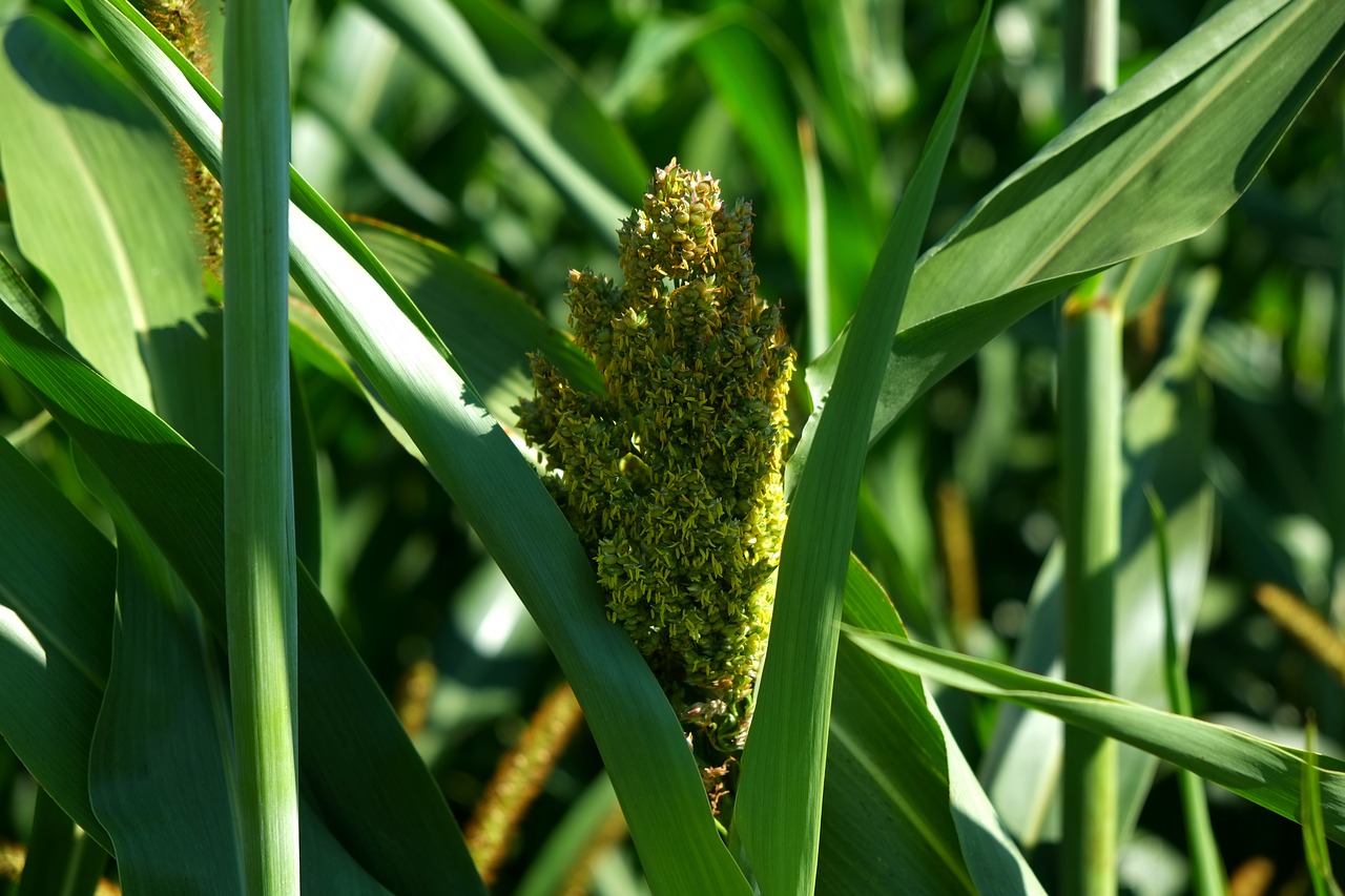 Image - corn mais dolden vegetables grow