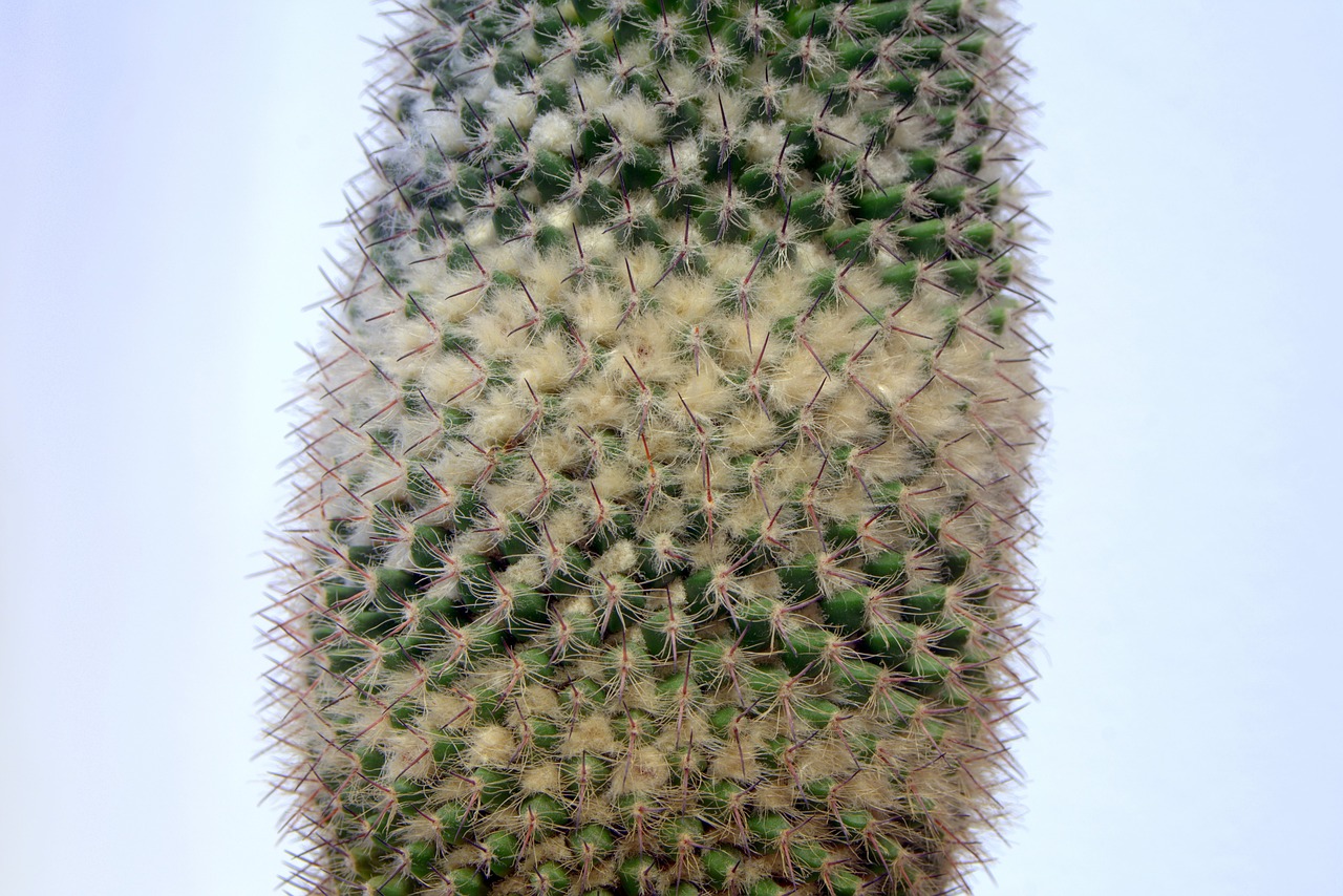 Image - cactus spikes down layer