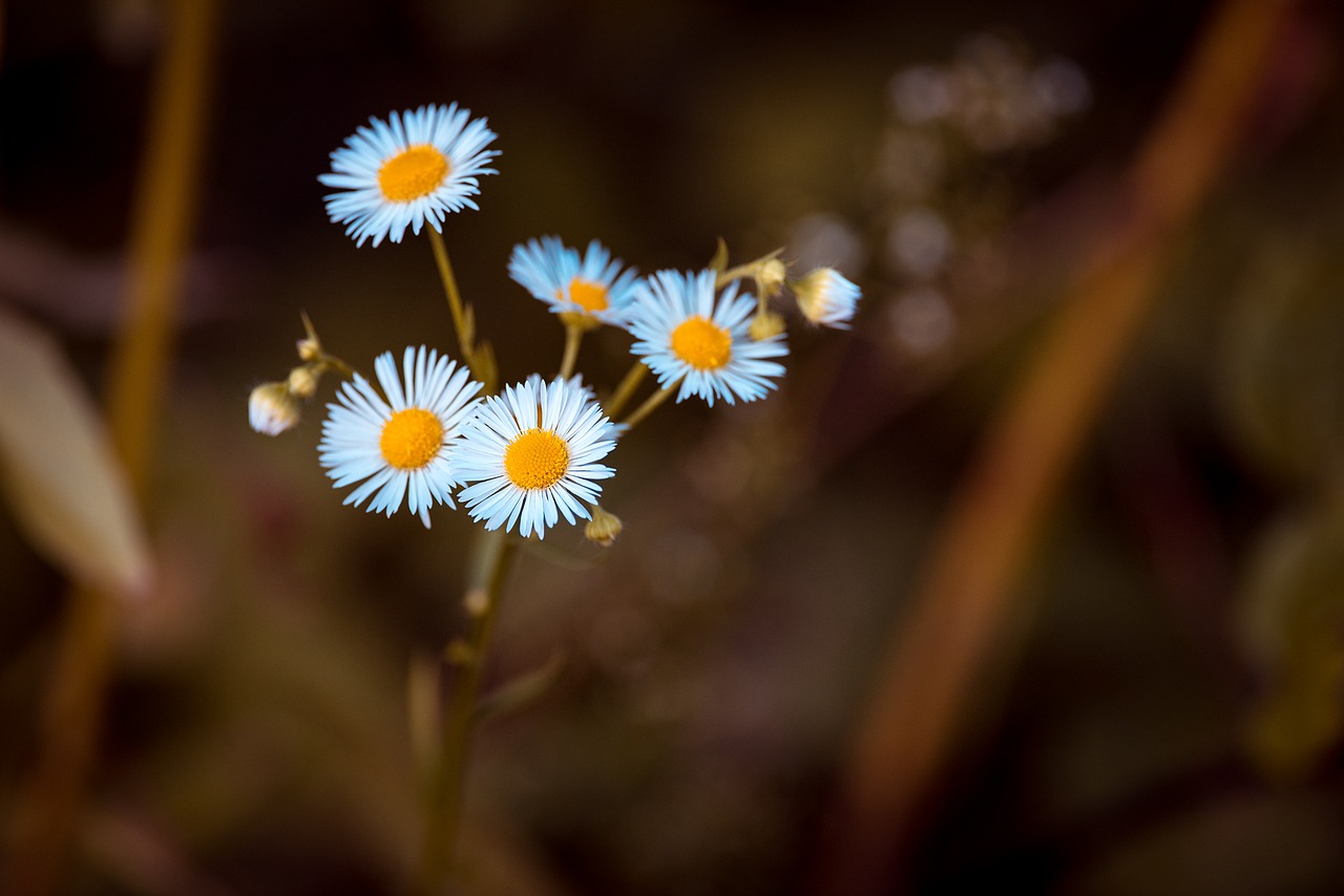 Image - annual fleabane occupation herb white