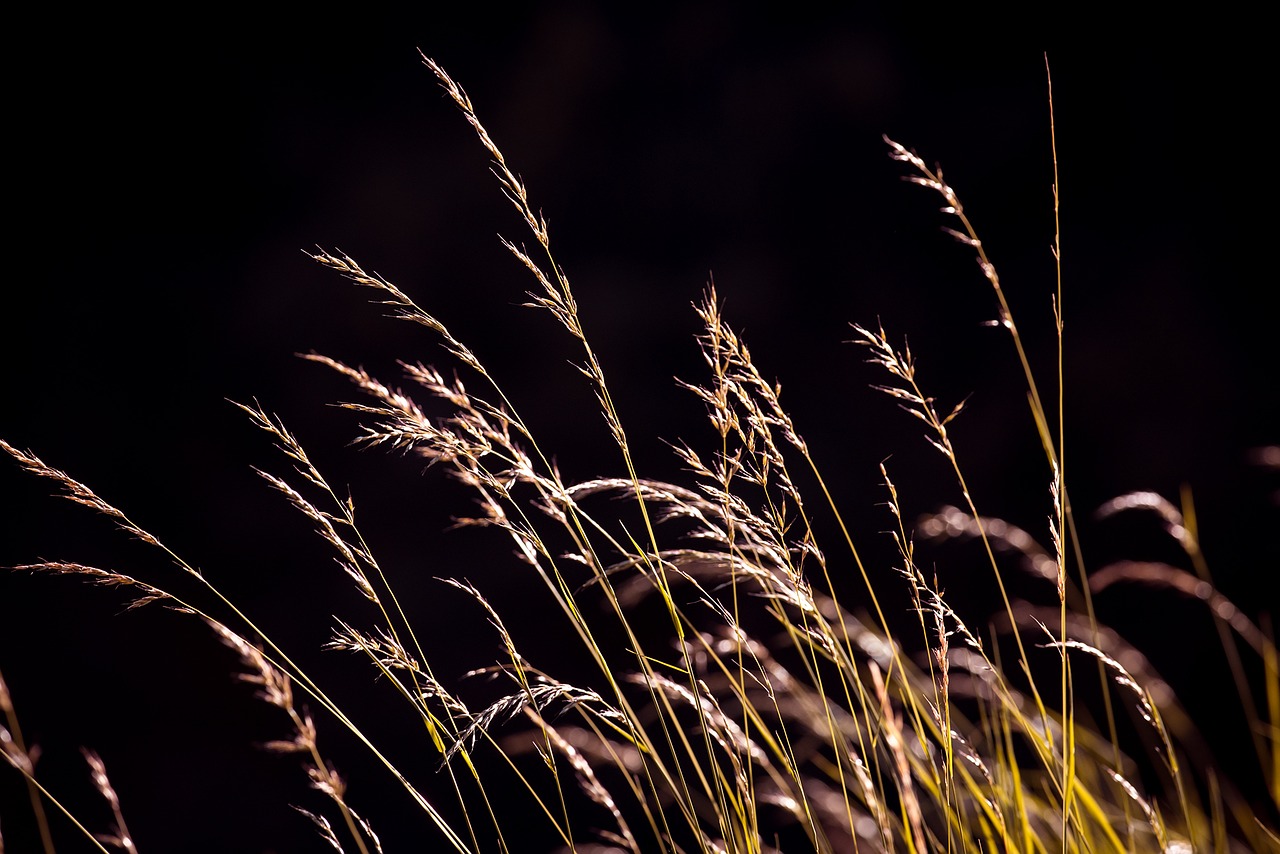 Image - grasses seeds nature meadow plant