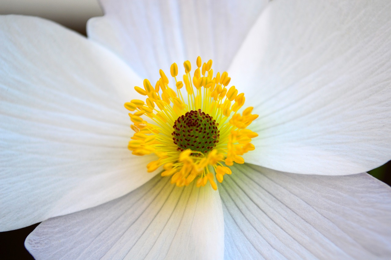 Image - anemone white flower bloom petals