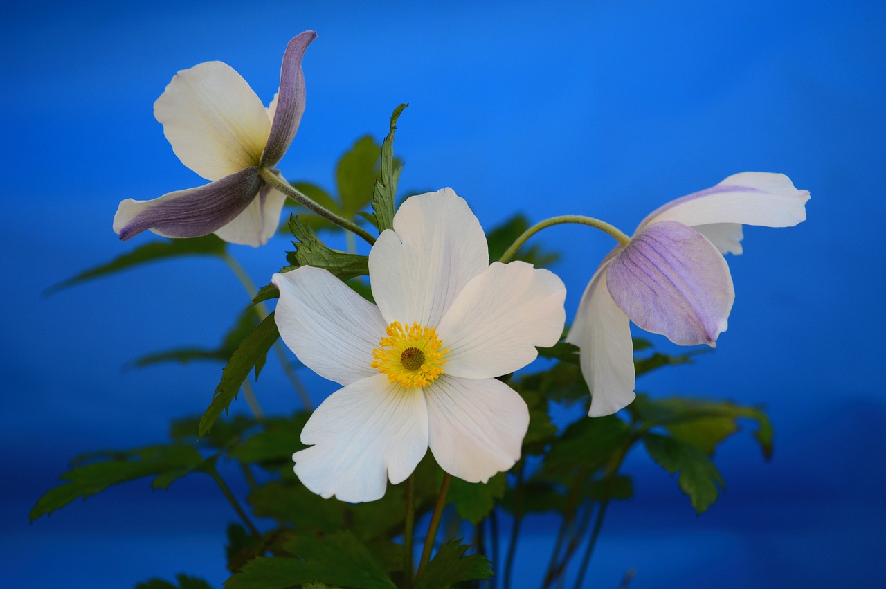 Image - anemone white flower floral petal