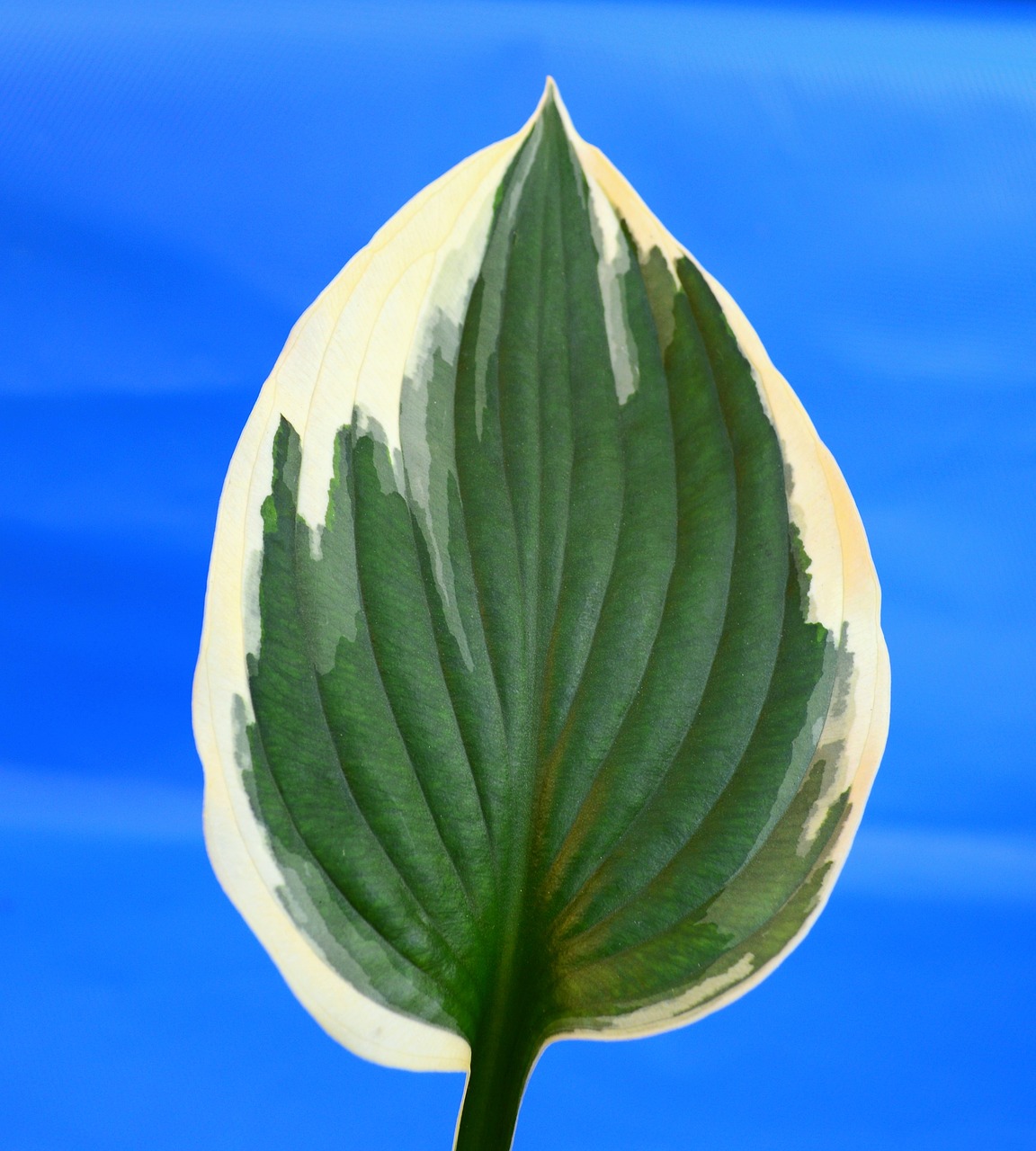 Image - plantain lily hosta minute man leaf