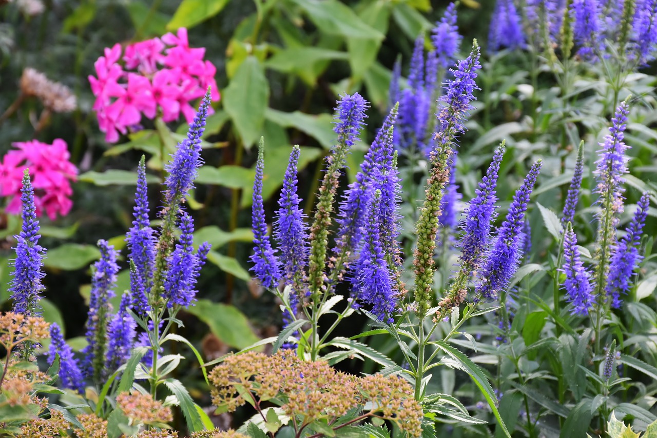 Image - langblättriger garden speedwell