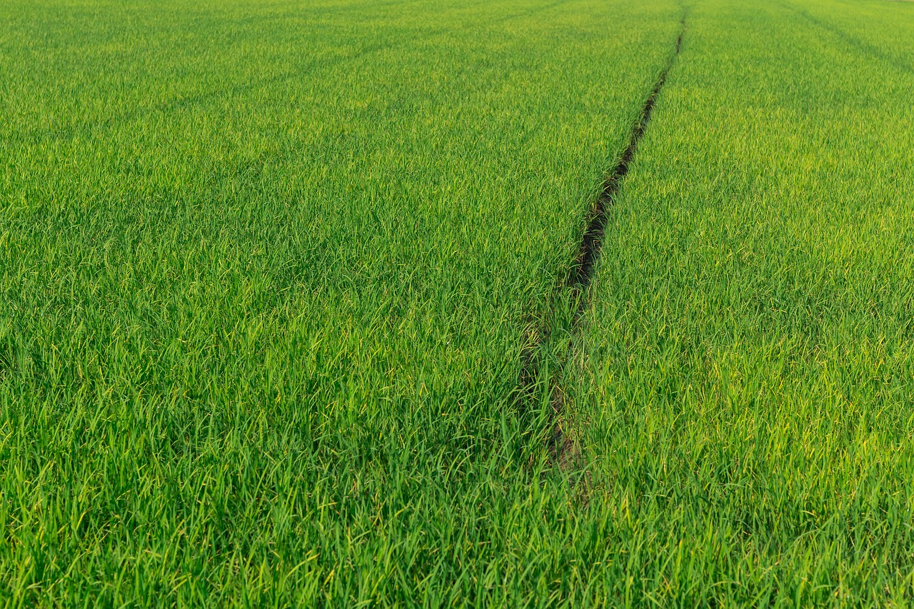 Image - cornfield rice green agriculture