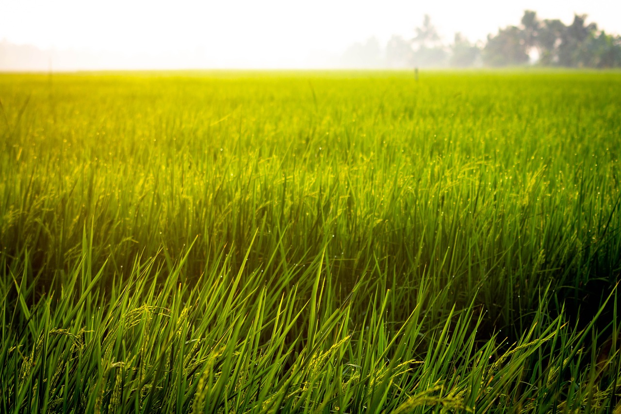 Image - farm rice field asian agriculture