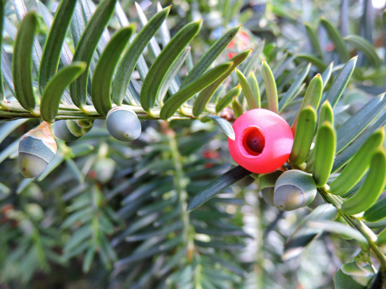 Image - yew taxus baccata green red fruit