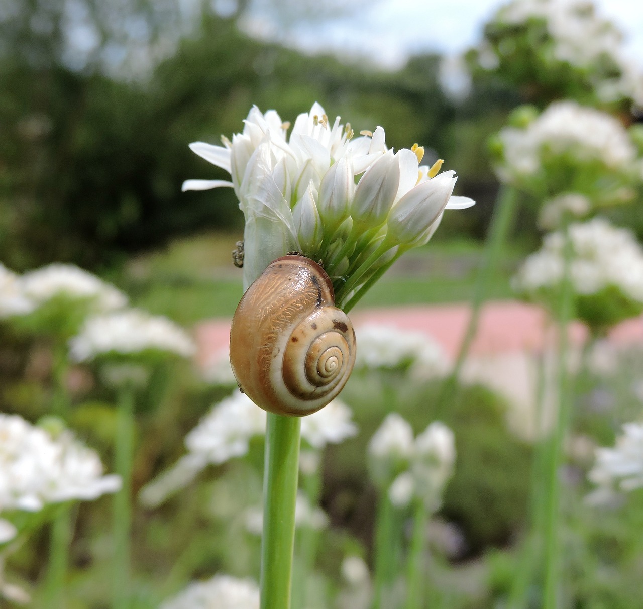 Image - chives blossom bloom snail