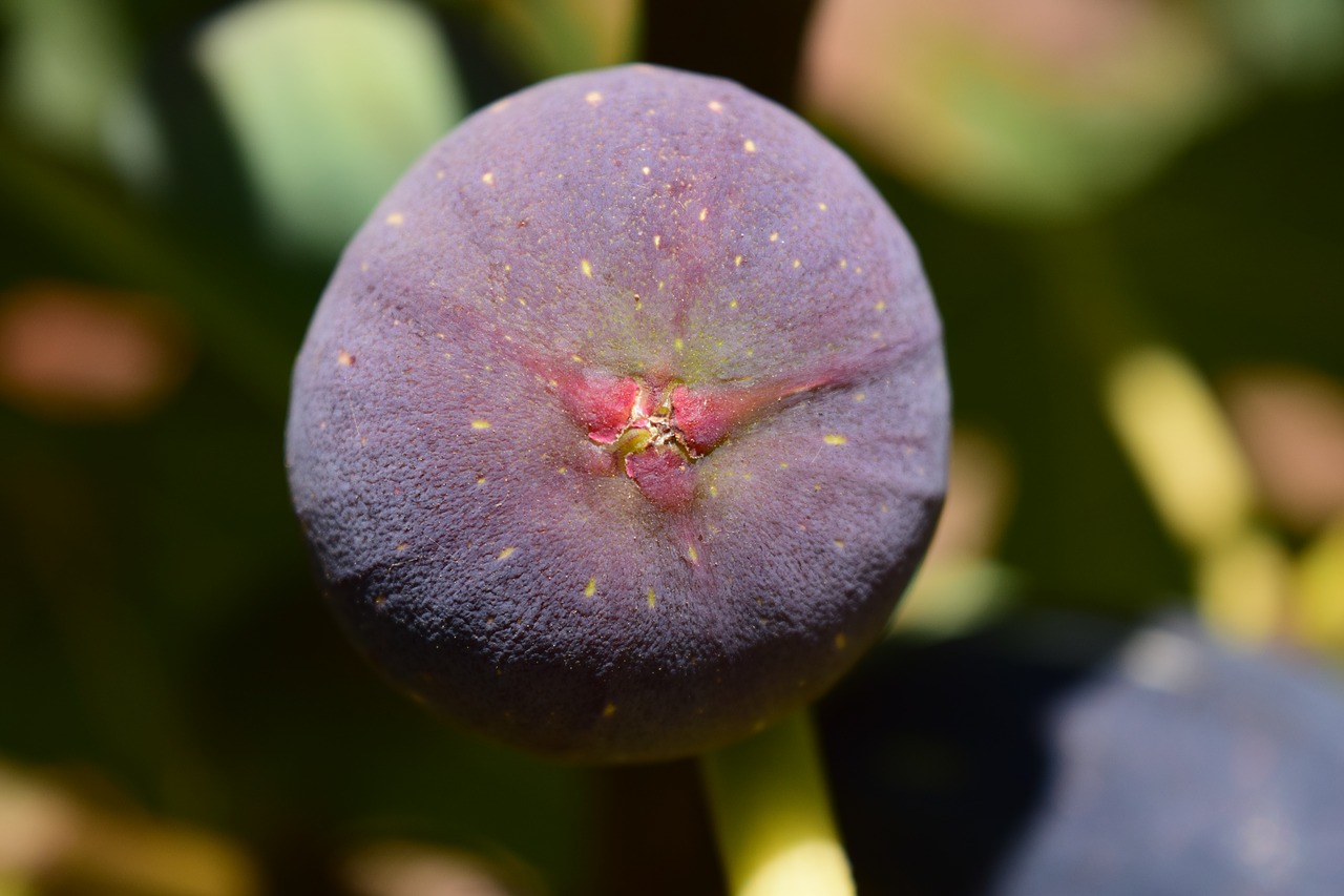 Image - fig blue fig fig tree fruit