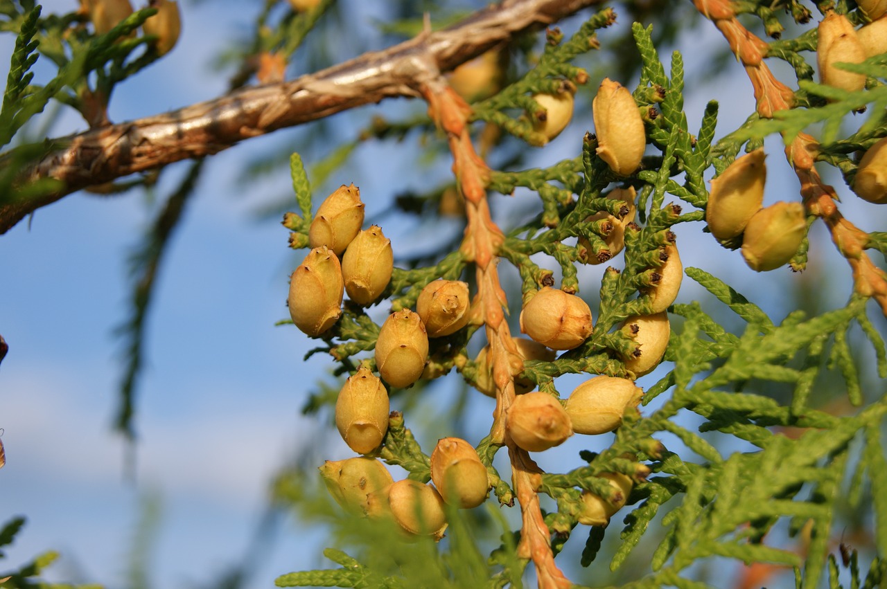 Image - fruit thuja nature summer