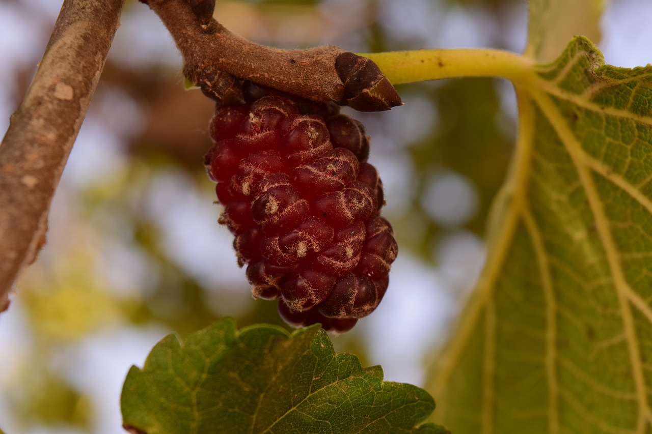 Image - mulberry tree mulberry food