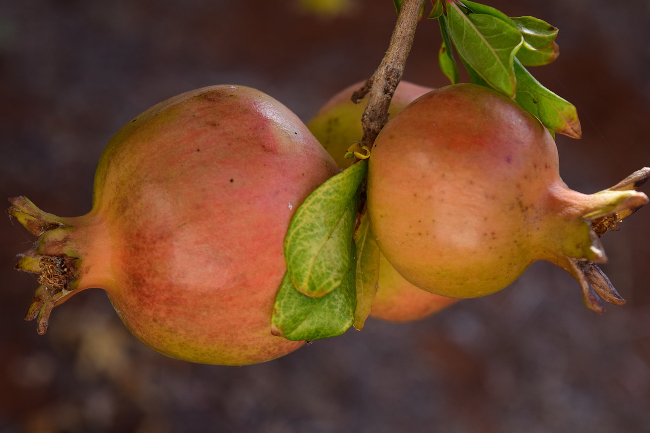 Image - pomegranate ripe pomegranate tree