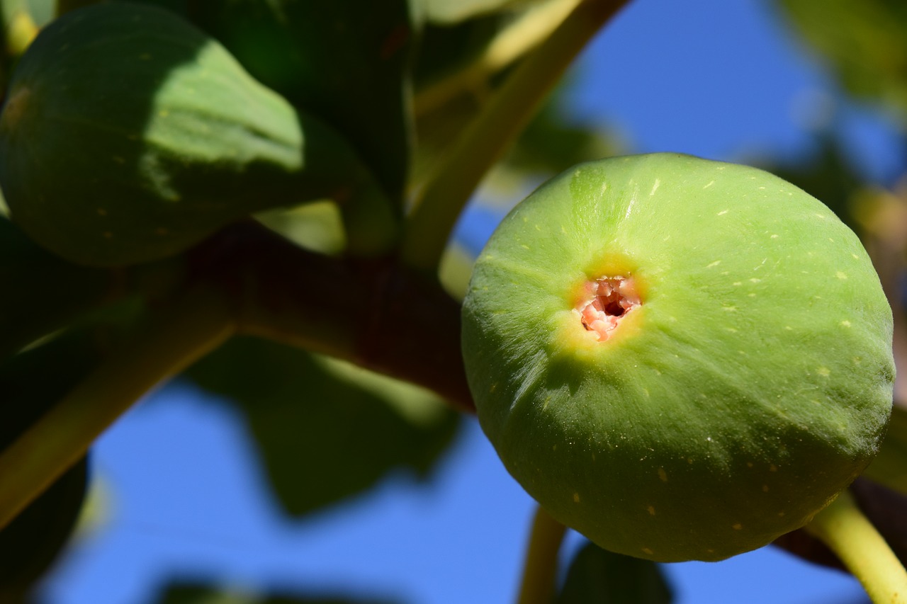 Image - fig fig tree real coward fruits