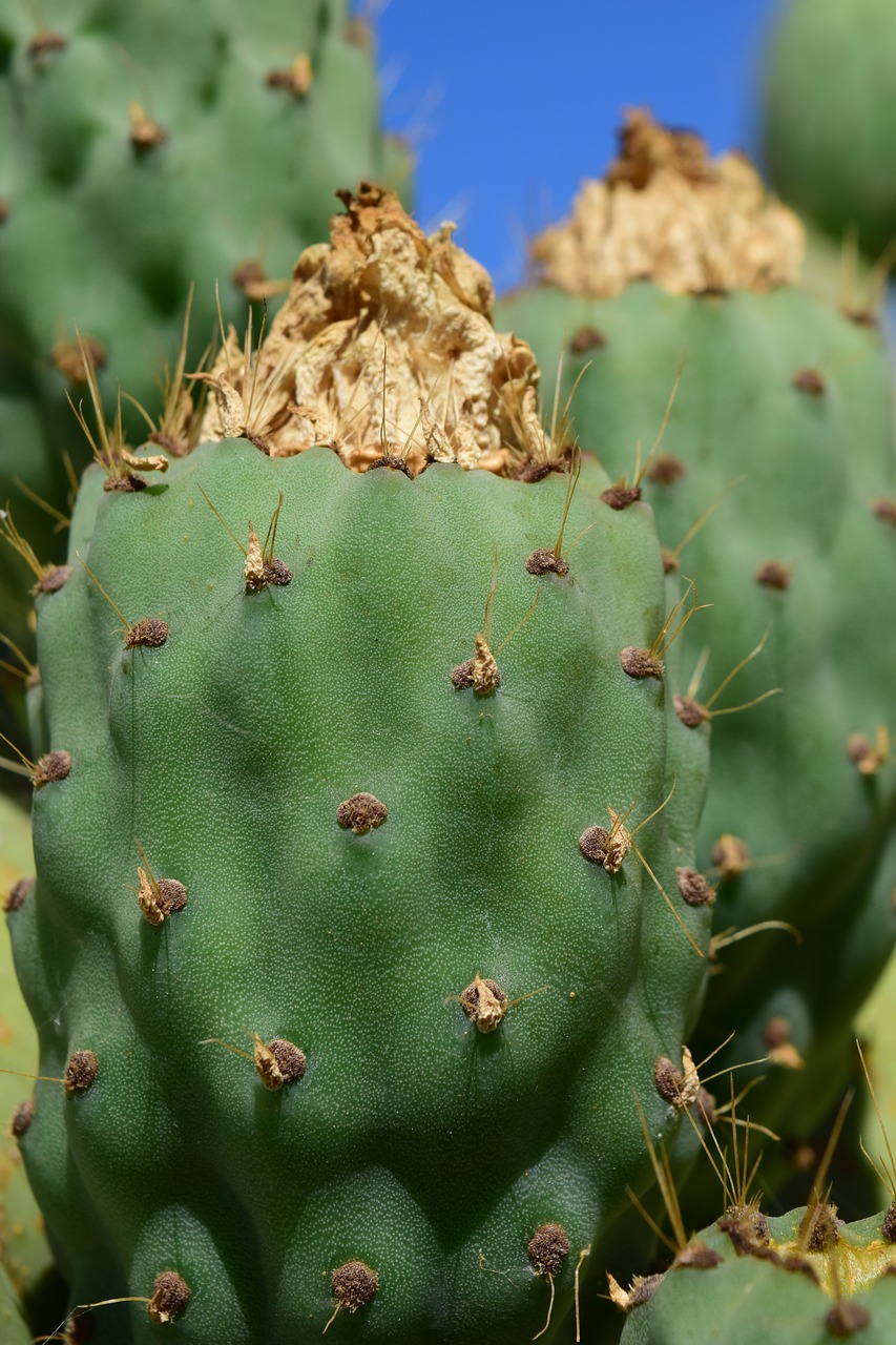 Image - cactus prickly pear