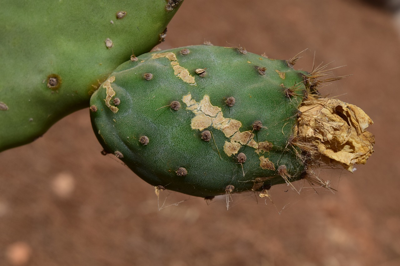 Image - cactus prickly pear