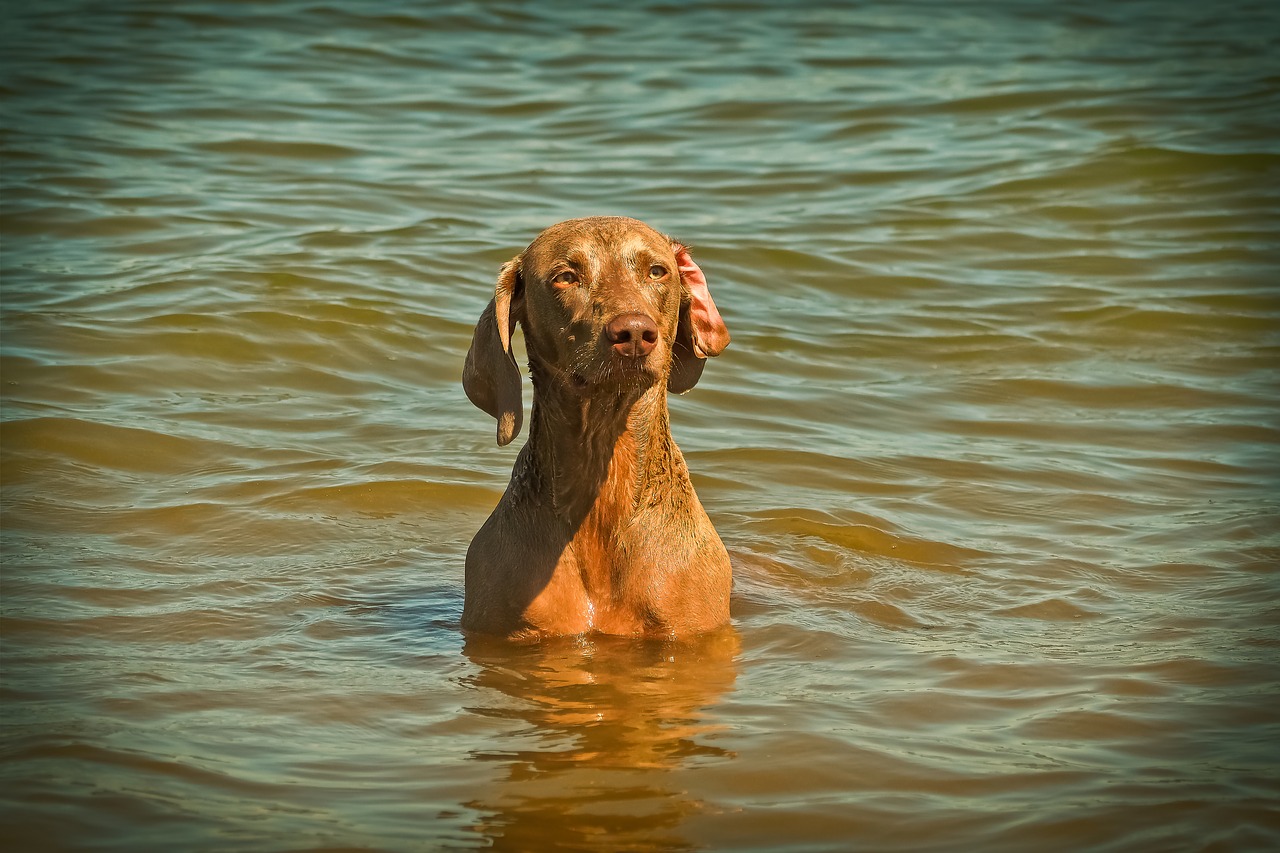 Image - dog weimaraner animal pet