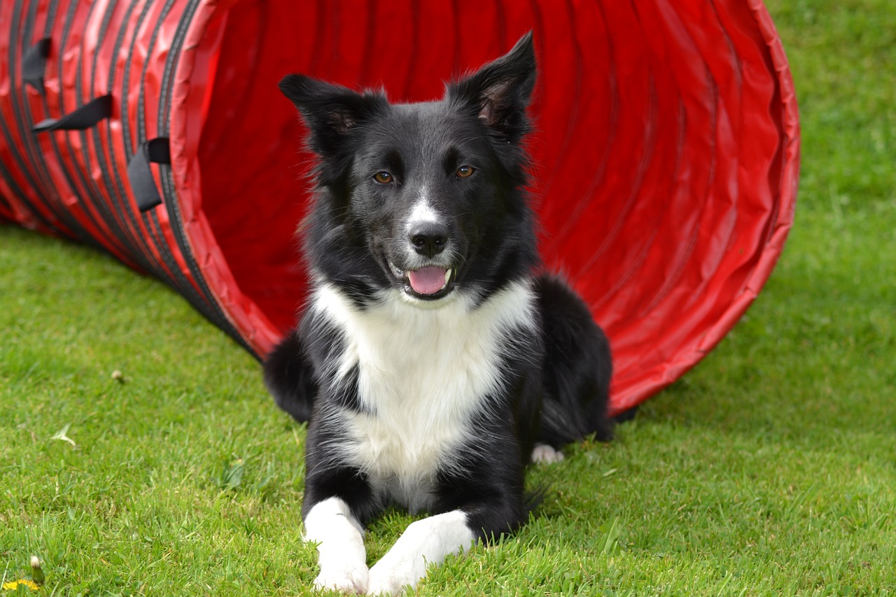 Image - dog border collie sorry landscape