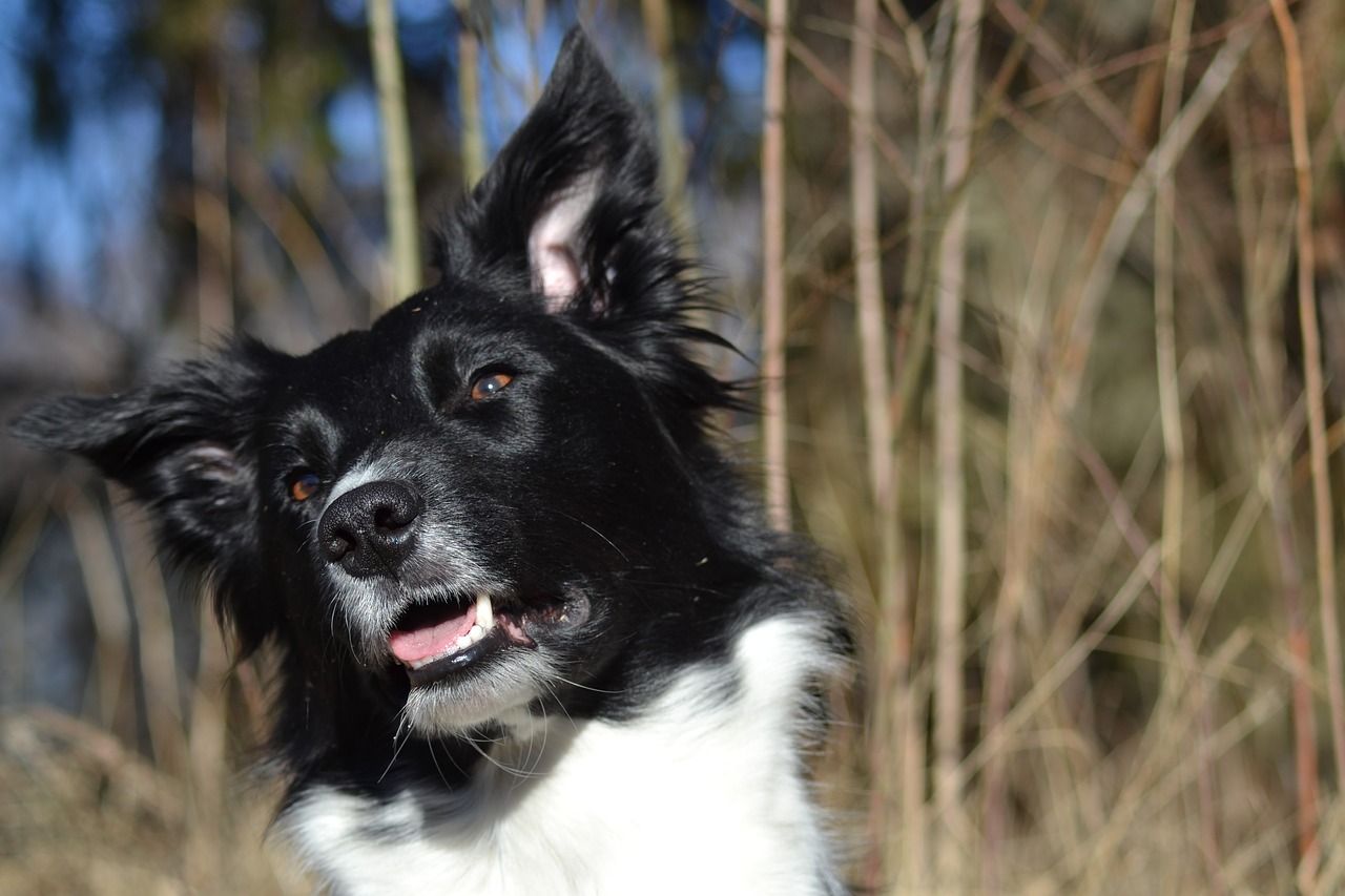 Image - dog border collie beautiful