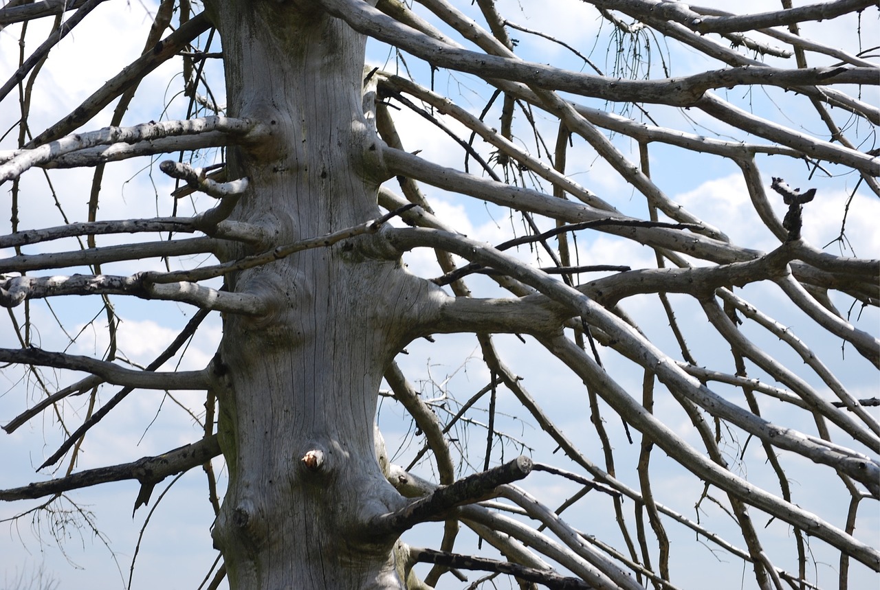 Image - tree structure old wood trunks