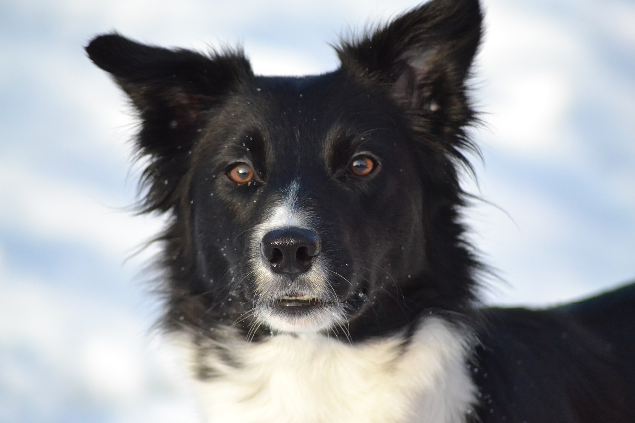 Image - dog border collie winter picture