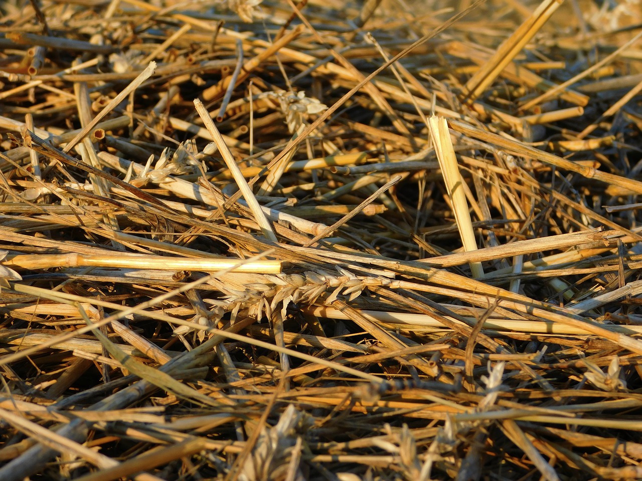 Image - harvest abgeernet field grains