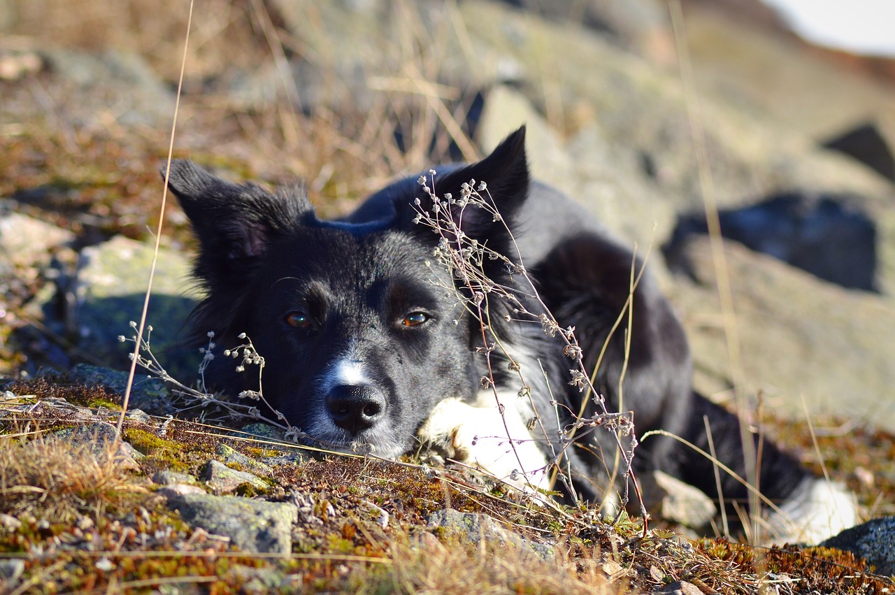 Image - dog border collie sorry landscape