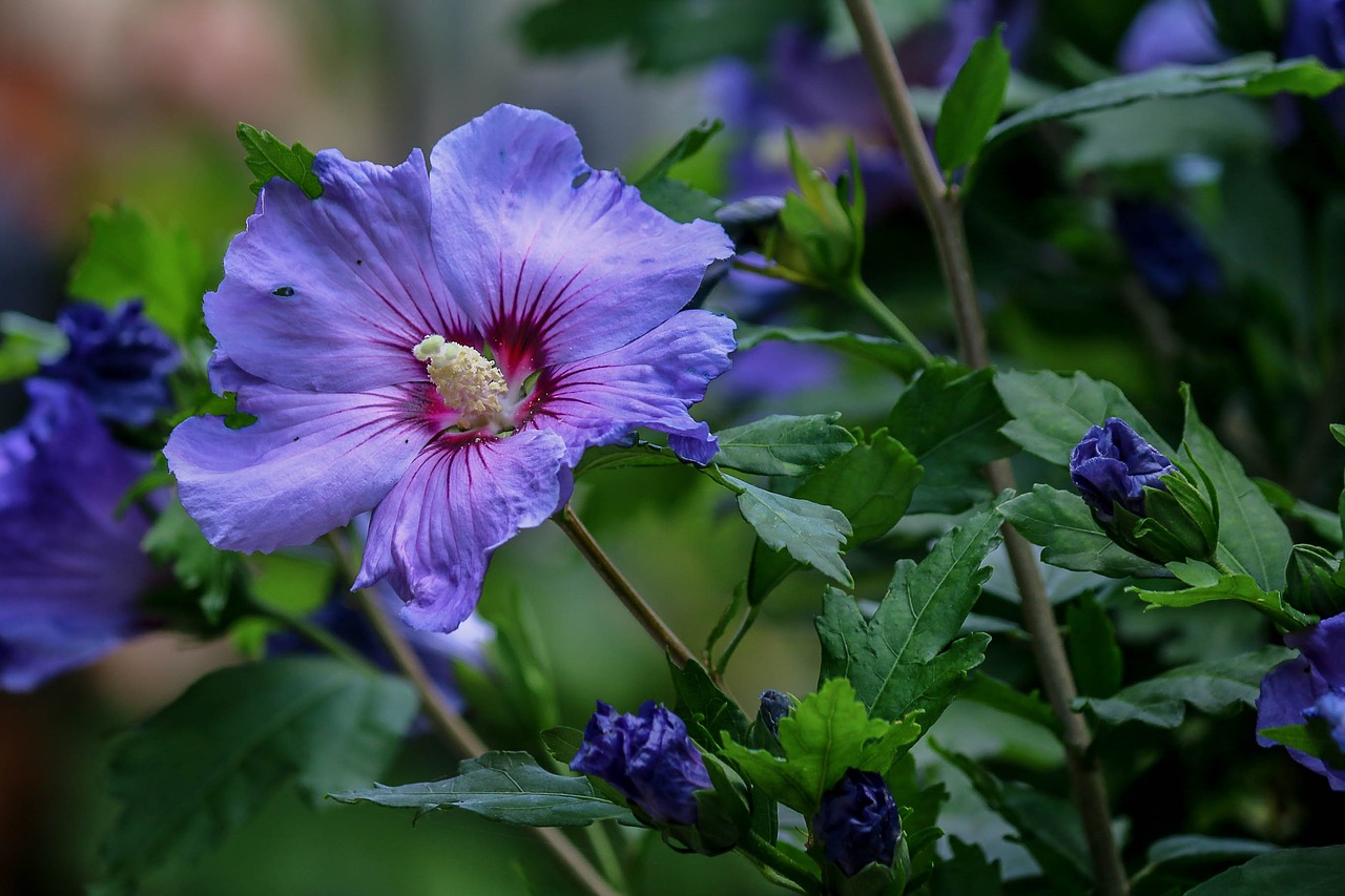 Image - hibiscus shrub nature garden blue