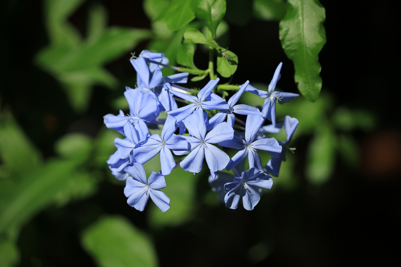 Image - plumbago creeper blue flower