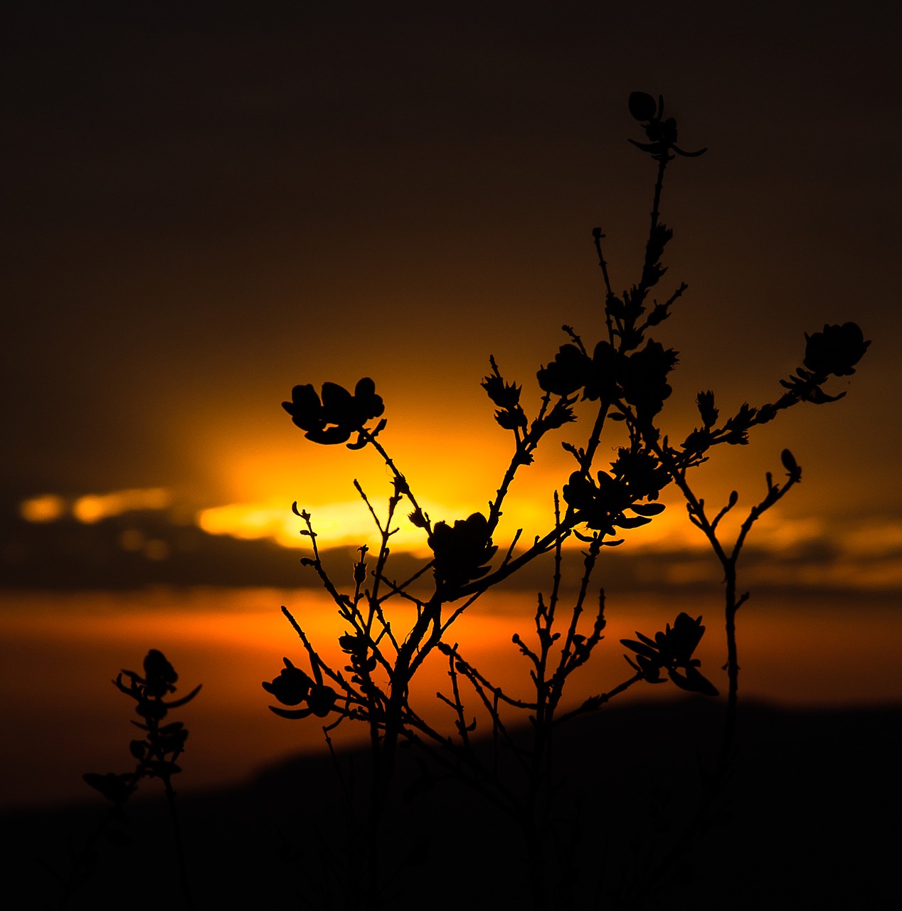 Image - sol nature landscape dawn brazil