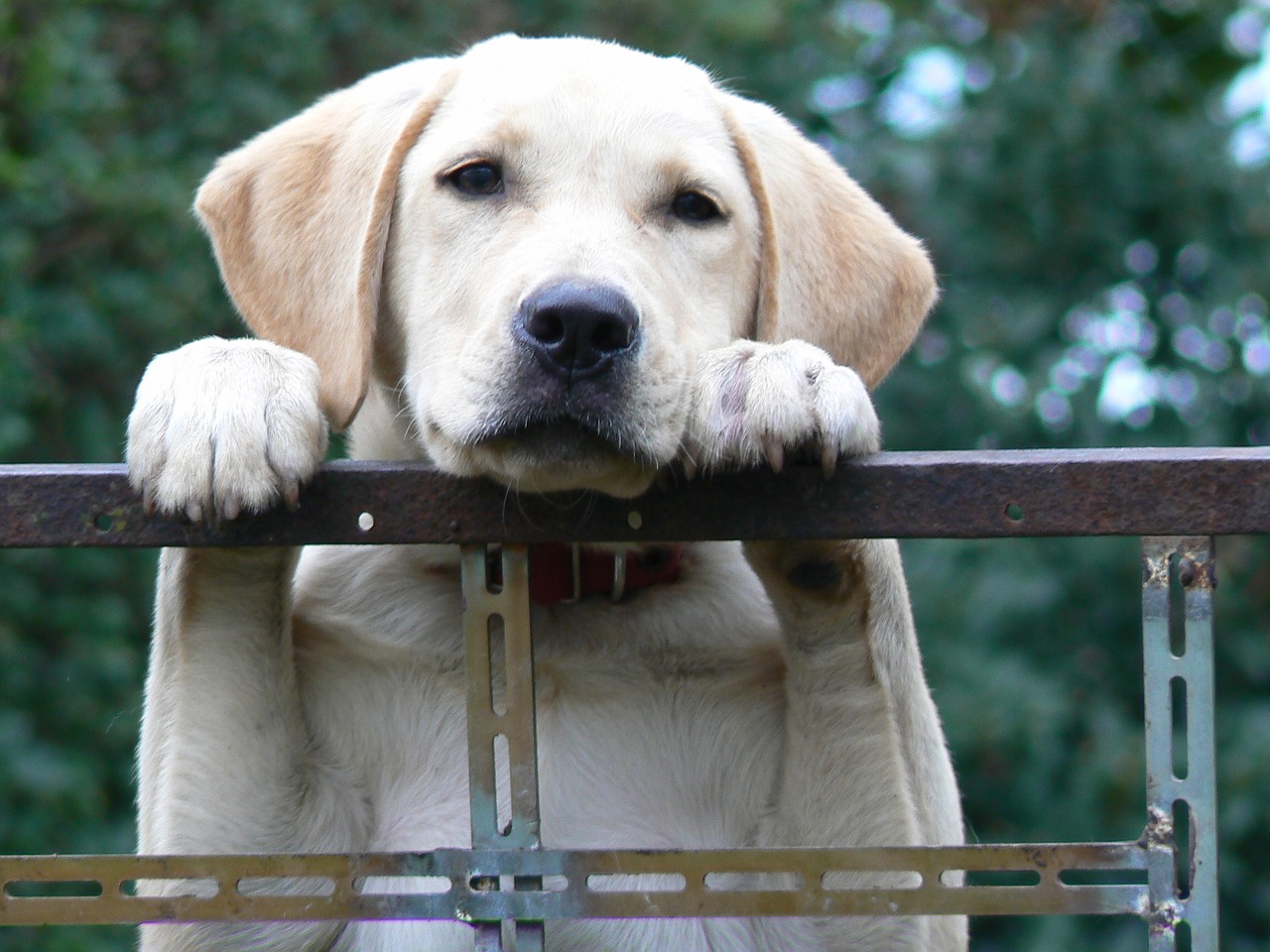 Image - dog labrador pet attentive