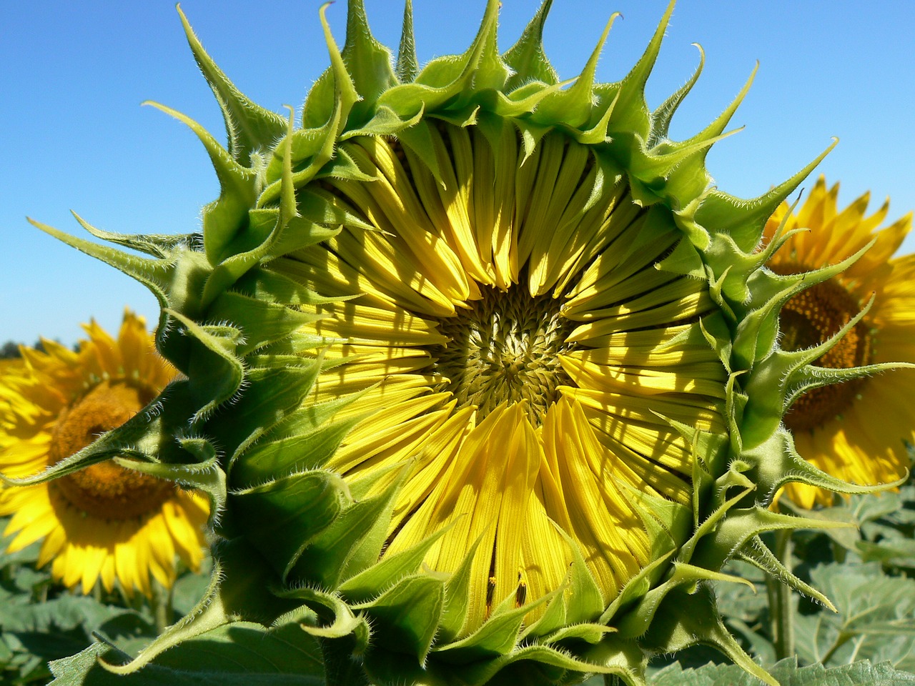 Image - sunflower summer pollen flower